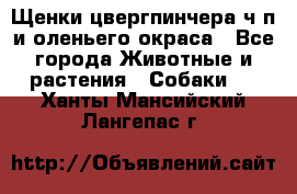 Щенки цвергпинчера ч/п и оленьего окраса - Все города Животные и растения » Собаки   . Ханты-Мансийский,Лангепас г.